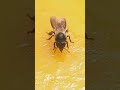 Madhumakkhi #viralvideo #trending #nature #ytshorts #love #gaon