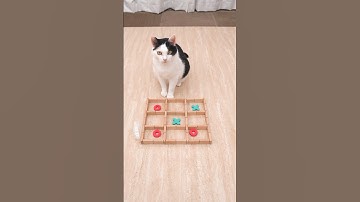 Cat and TIC TAC TOE