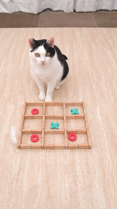 Cat and TIC TAC TOE
