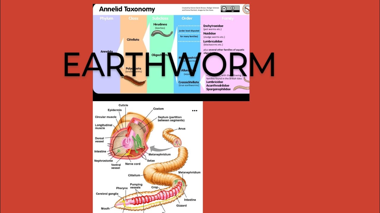 EARTHWORM| BIOLOGY NCERT| NCERT HIGHLIGHT SERIES| EARTHWORM NEET - YouTube