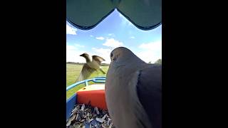 Sparrows Upset by Dove Taking Up the Entire Feeder! #shorts