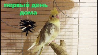 Попугай первый день дома. Адаптация. День 1. Попугай первый день дома. Адаптация. День 1.