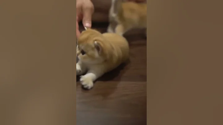 Watch the video about #shorts #cat 🐾#cute😻#cool😎 #cattok #tiktok #catshorts 🐈 #catlover💕#catlove #meows_luv #meow #funny 😹