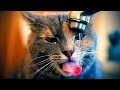 Приколы с кошками и котами 2019 Самые милые и смешные приколы с животными 2019 funny cats #76