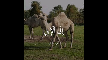 أفلا ينظرون إلى الإبل كيف خلقت| ما تيسر من سورة الغاشة | القارئ عبدالرحمن مسعد| تلاوة خاشعه