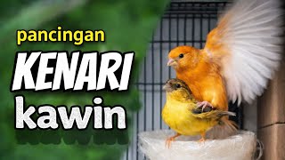 pancingan kenari kawin || 100% Auto kawin #kenarikawin #100%kawin#pancingankenarikawin