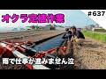 オクラ定植作業　雨で仕事が進みません泣