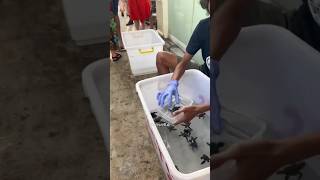 She Saved a Tiny Turtle… 15 Years Later, It Came Back With a Gift 🐢💙 #trendingnow #shortsfeed #1m