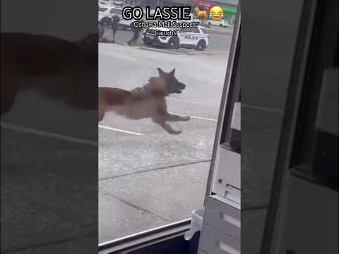 #dog #dogs #crime #news #breakingnews #story #crimenews #crimestory #dangerous #animals #funny #like