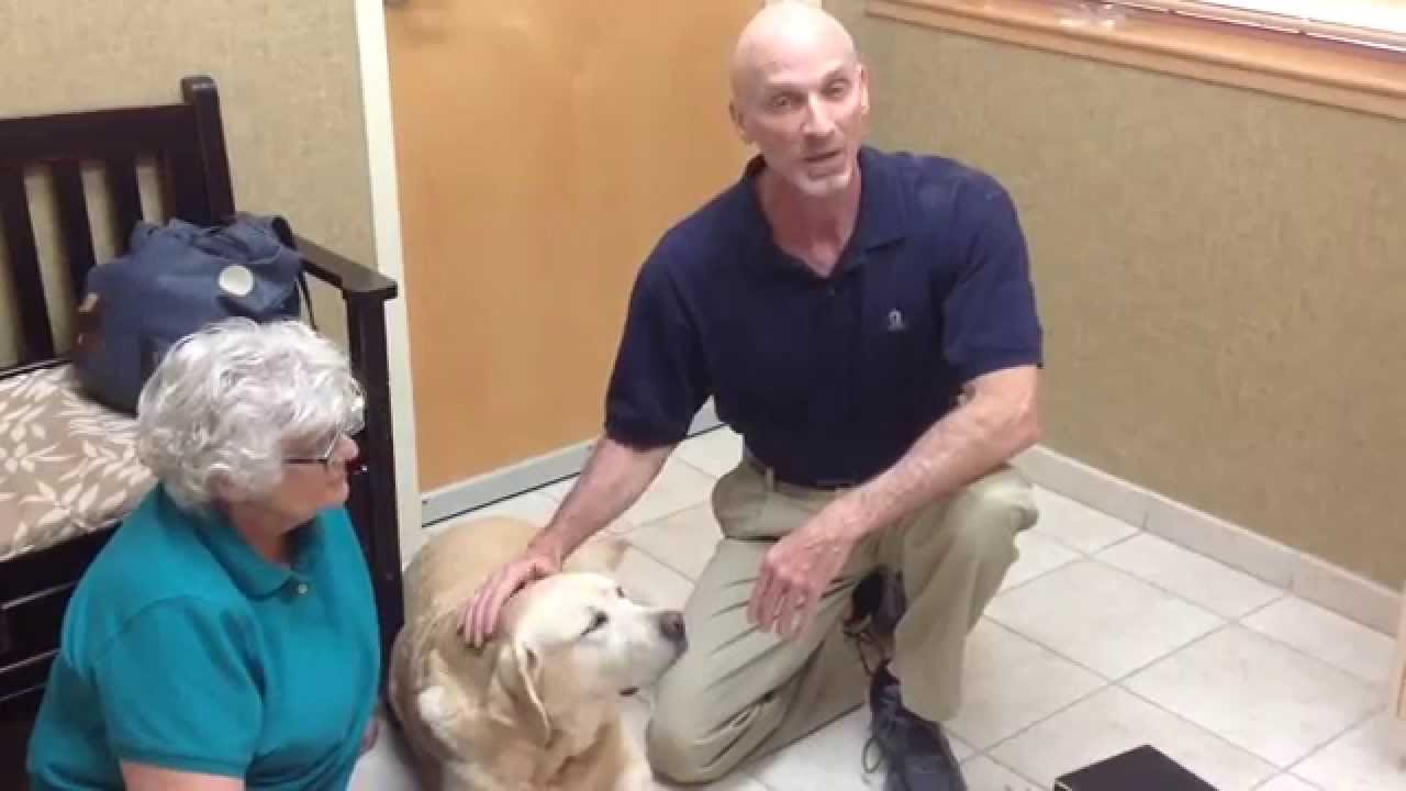 Pet Acupuncture in Glendale AZ Vets in Glendale AZ Stetson Hills Animal Hospital YouTube