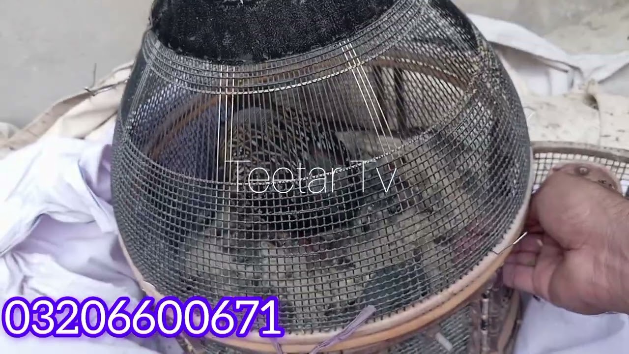 Kala sindhi breeder teetar| sindhi bolai wala teetar