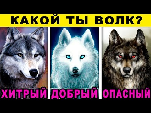 Video: Kako Pripraviti Volka