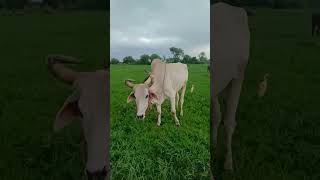 bael 😟😟 #ytshorts #trending #viral #shortsfeed Profile