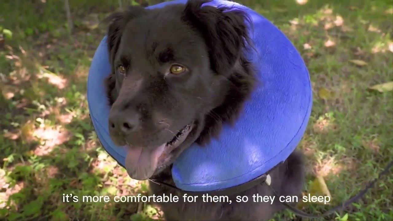 Scratch resistant Comfortable Protective Collar for Dogs and Cats by Benchmate