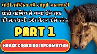 घोडी के क्रॉसिंग से बच्चा देने तक की संपूर्ण जानकारी पार्ट 1।। Information Of Horse Mating Part 1