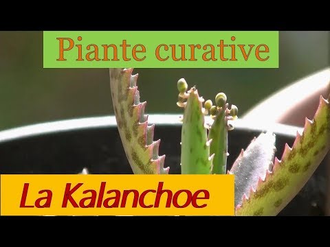 Video: Cura della Puya Turchese: come coltivare piante di Puya turchese