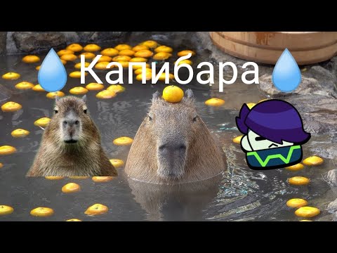 Капибара едет в машине