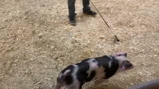 23-5 Spot gilt