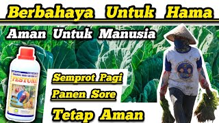 ♥️ Pestisida Organik Alami Tanpa Residu Berbahaya ♥️ Basmi Hama Tapi Aman Bagi Manusia ✅ #sehat