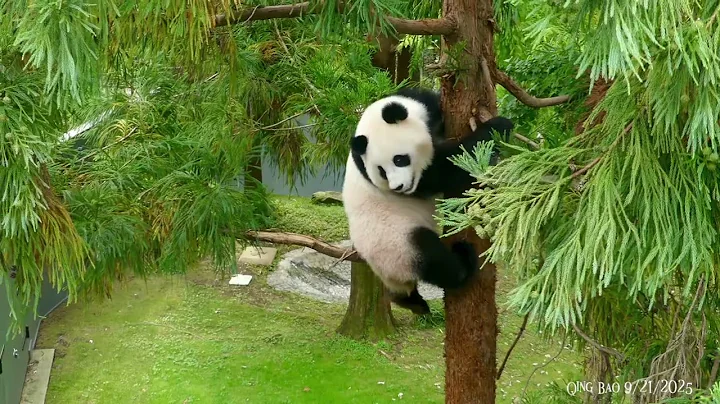 A Date With ** 🎋Qing Bao & Bao Li 🎋 - They Climb Up To The Same Tree 9/21/2025 Pt1