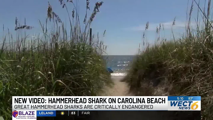 Great Hammerhead Shark found dead in Carolina Beach