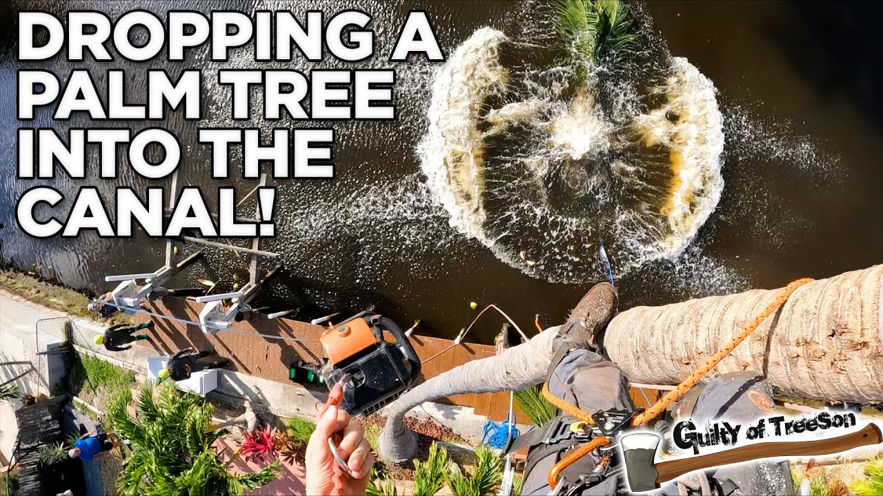 Splish Splash This Top Took a Bath! | Dropping a Palm Tree in the Canal!