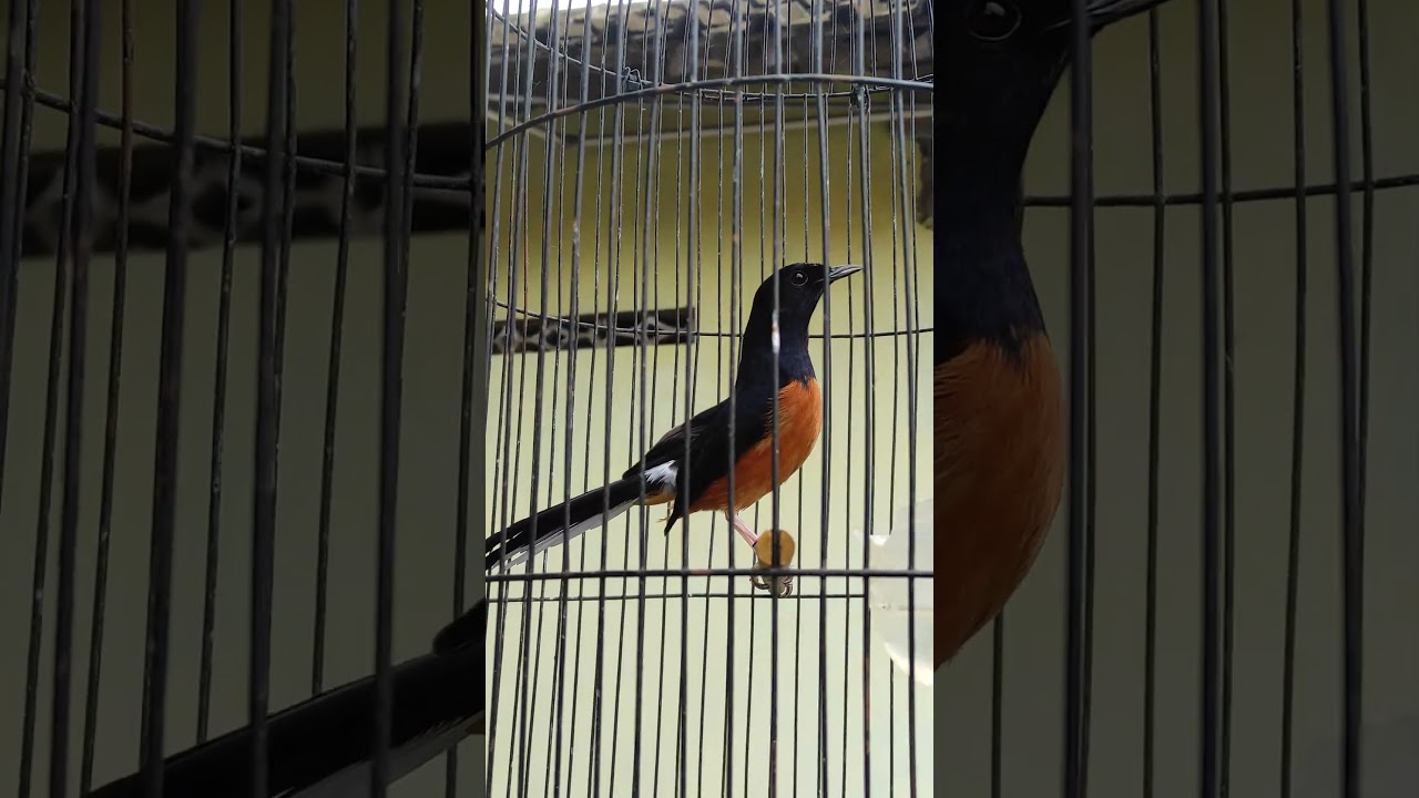 Ciri ciri Murai batu seri f , body seperti bebek, dada besar, kepala besar