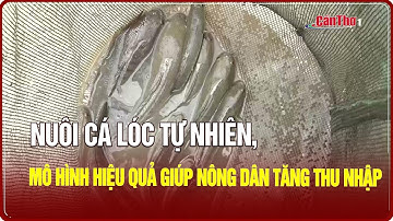 Nuôi cá lóc tự nhiên, mô hình hiệu quả giúp nông tăng thu nhập | NNST