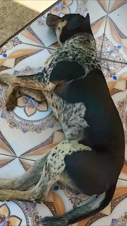 Anjingku tidur dulur kalau habis aku beri makan.