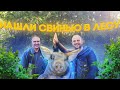 Собаки показали нам направление ! Нашли свинью в густом лесу , но как загнать её в сарай ?