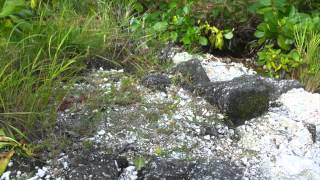 Great Nature Fuvahmulah 2Min 09.05.2013