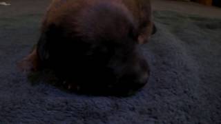 Baby Pitbullboxer Mix Puppies Part 3 - Zzzz Sleepy Time