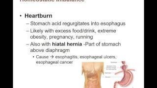 Digestive system- part 2