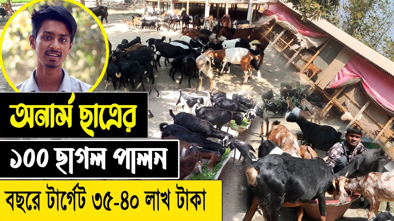 অনার্স ছাত্রের ১০০ দেশি ছাগলের খামার | ব্ল্যাক বেঙ্গল ছাগল পালন পদ্ধতি | Black Bengal Goat Farming