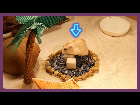 햄스터 샌드파크 (hamster <strong>sand</strong> <strong>park</strong>)