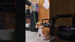 Slip vs. Flat Leash in Dog Training