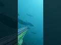 spearfishing | 🐟🐟 ONE SHOT, 2 MULLETS 🎯 - 🔥FUOCO 96 double band - 🇮🇹 Luca Benedetto