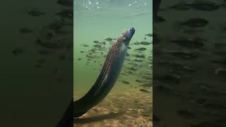 This Fish Can Generate Electricity ⚡😱 #amazon #facts #wildlife #mystery #shorts