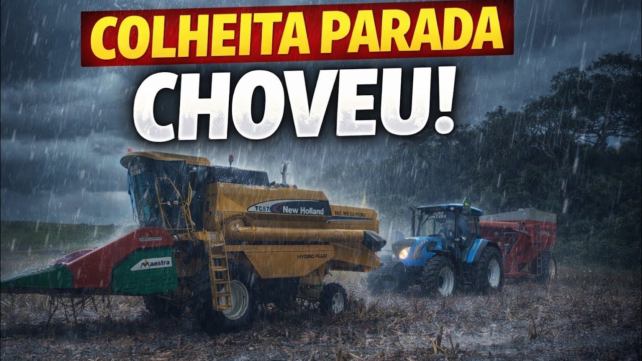Correndo da roça chuva chegou colheita de milho parado 