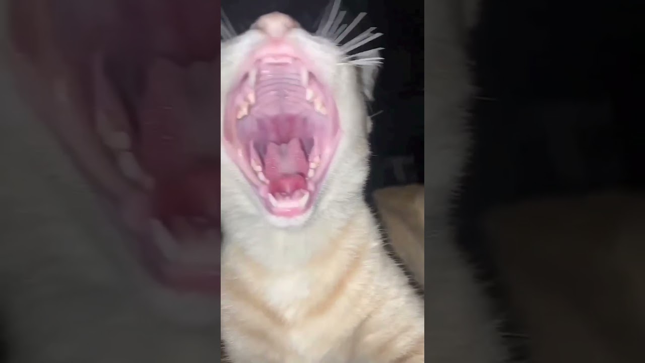 that cat is a professional mogger 🔥🔥📷 