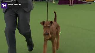 Irish Terriers | Breed Judging 2020