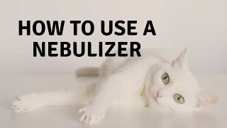 How to Nebulize Your Cat