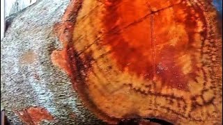 Rarely do people know that this wood is the strongest in the world screenshot 1