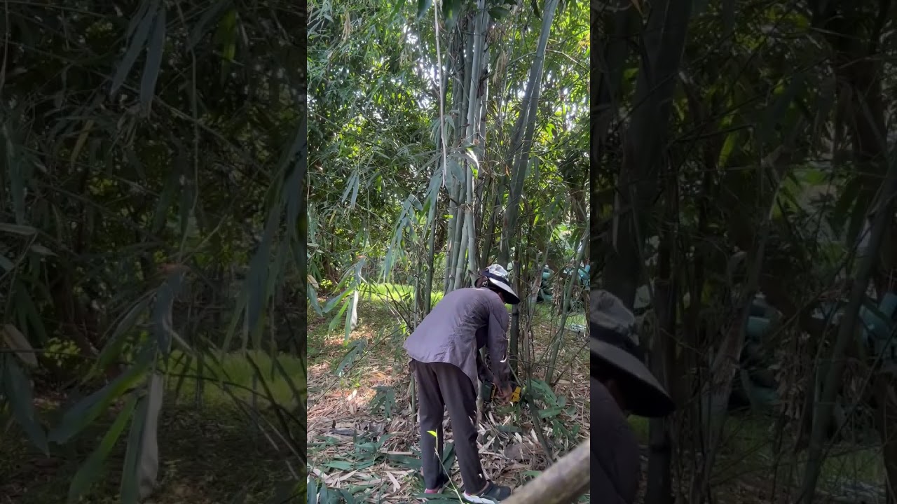 เครื่องตัดใหม่ ที่ไม่คุ้นเคย | ไผ่ไม่เร่ง ตัดตามจังหวะของเรา | ฝึกใช้เครื่องมือ |มือใหม่ กอใหม่ #ไผ่