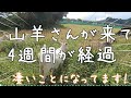 「山羊さんが奇跡の農業ヒーローに！？耕作放棄地を４週間で変身」