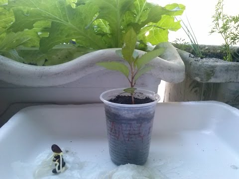Como plantar Maça   Tecnica para germinação
