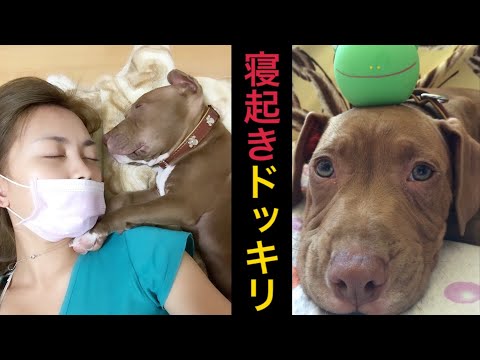 【寝起きドッキリ】かわいいピットブルが寝起きを襲撃するはずがまさかの結末にw