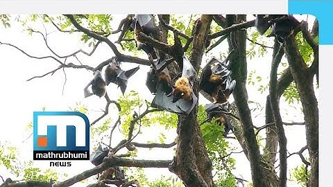 Nipah: Samples Collected From Fruit Bats Test Negative| Mathrubhumi News