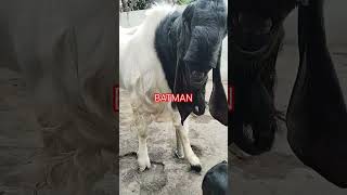 #etawa #belajarternakkambing ##goat #wedus #domba #etawakaligesing #etawah_latest_news