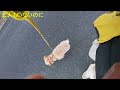 #昭和歌謡 シモンズ ~ ベスト・ヒット集【トイプー茶々丸】と鯉次郎のまったり散歩 前編